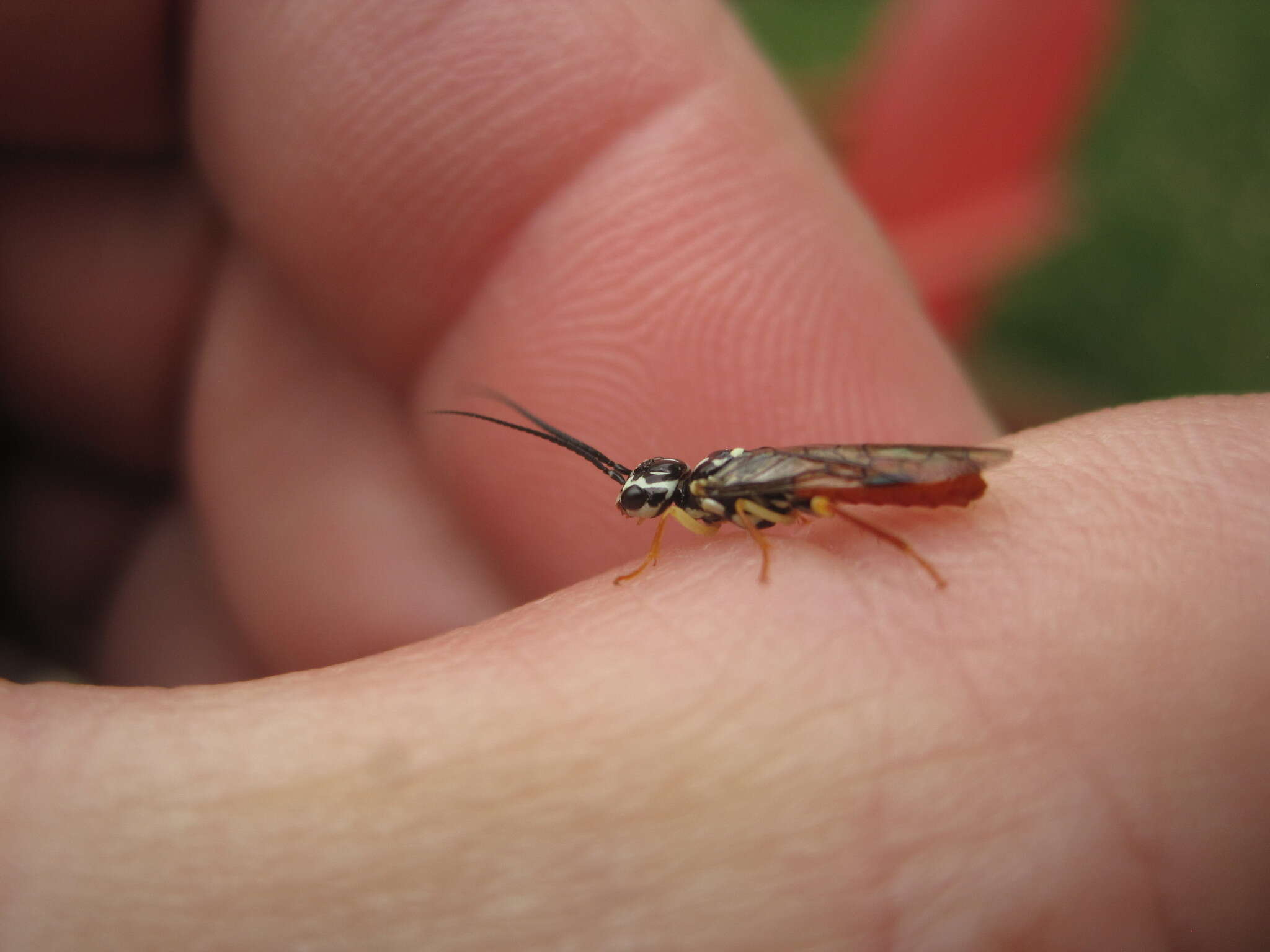 Image de <i>Pamphilius persicum</i>