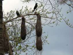 Image of Red-rumped Cacique