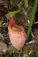 Слика од Nepenthes villosa Hook. fil.