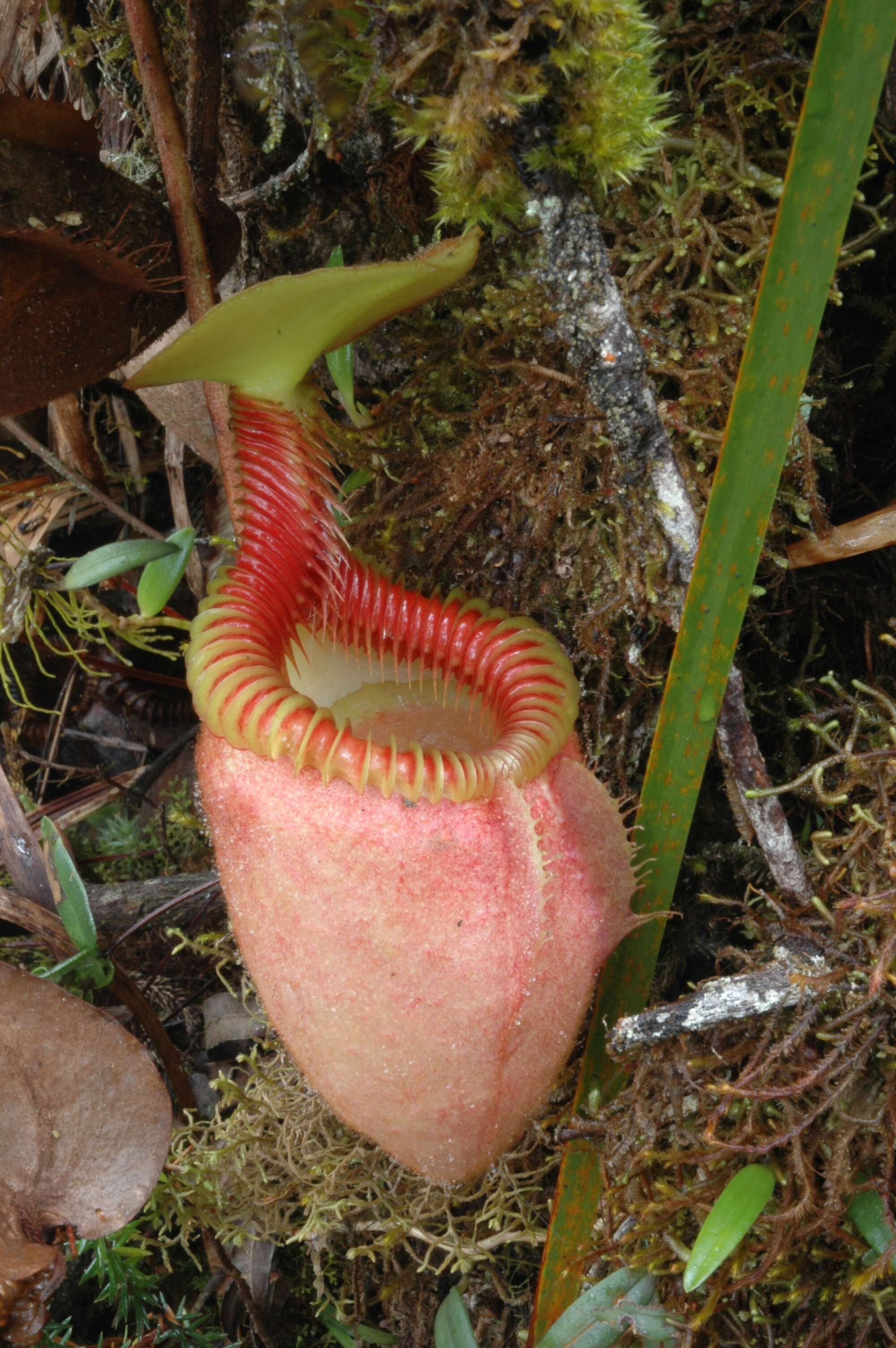 Слика од Nepenthes villosa Hook. fil.