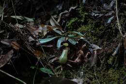 Image of Nepenthes hispida Beck