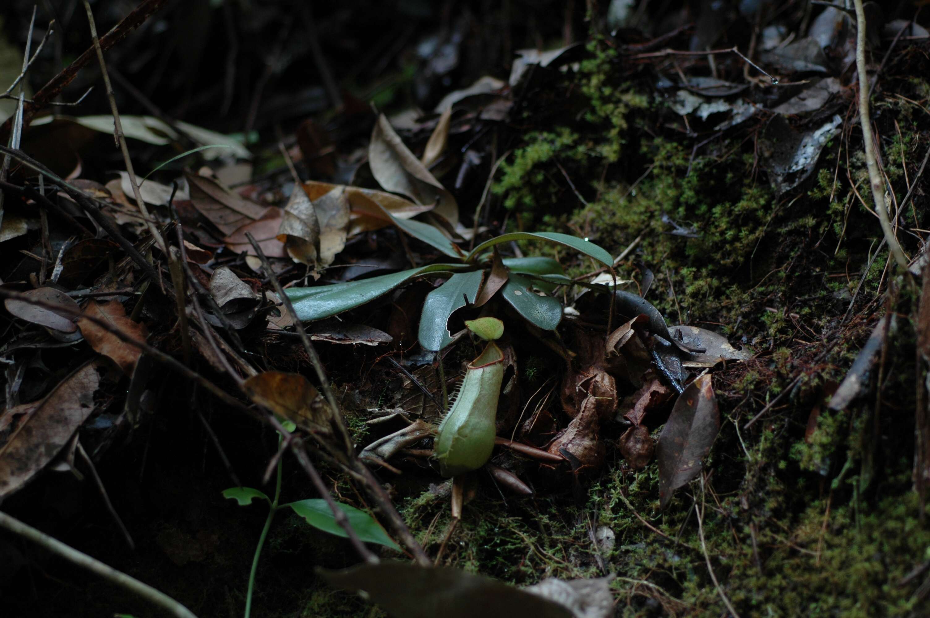 Image of Nepenthes hispida Beck