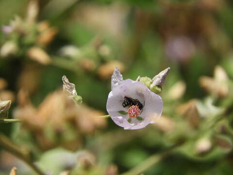 Image de Stelis perpulchra Crawford 1916