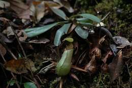 Image of Nepenthes hispida Beck