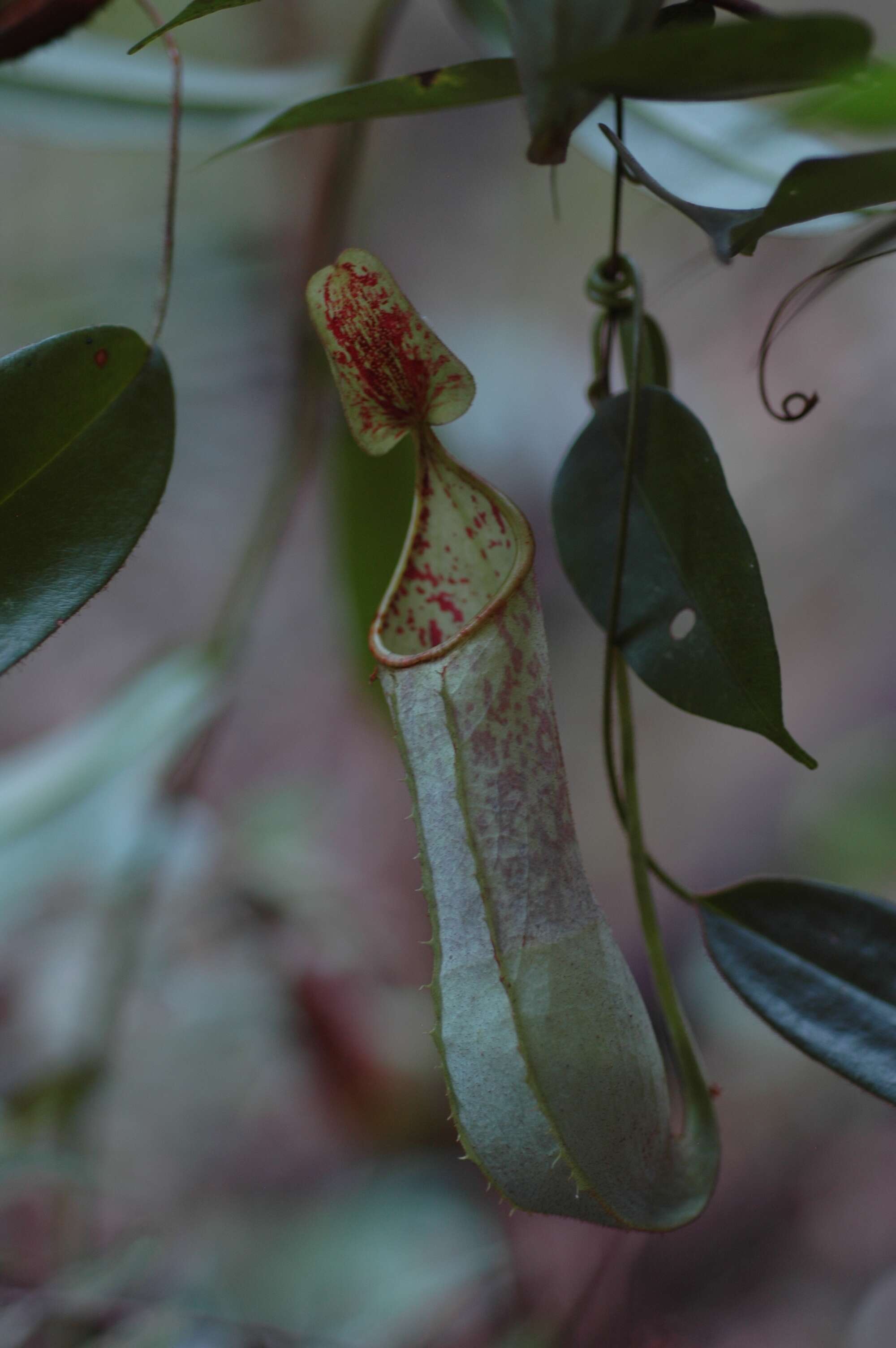 Image of Nepenthes hispida Beck