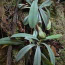 Image of Nepenthes hispida Beck