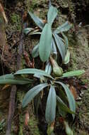 Image of Nepenthes hispida Beck