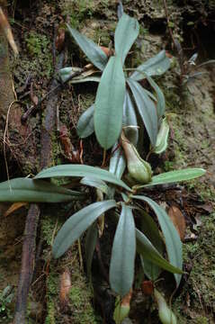 Image of Nepenthes hispida Beck