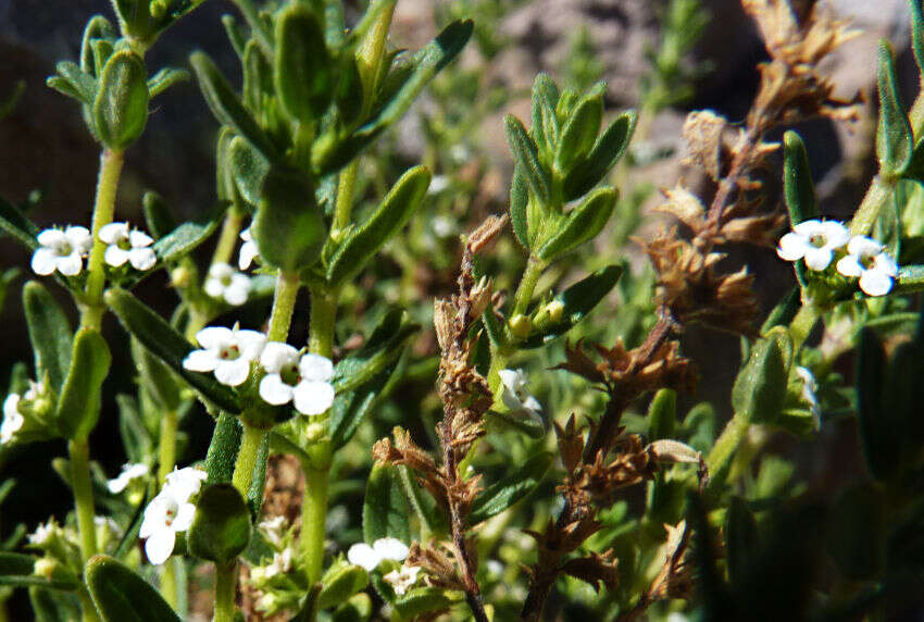 Clinopodium bolivianum (Benth.) Kuntze resmi