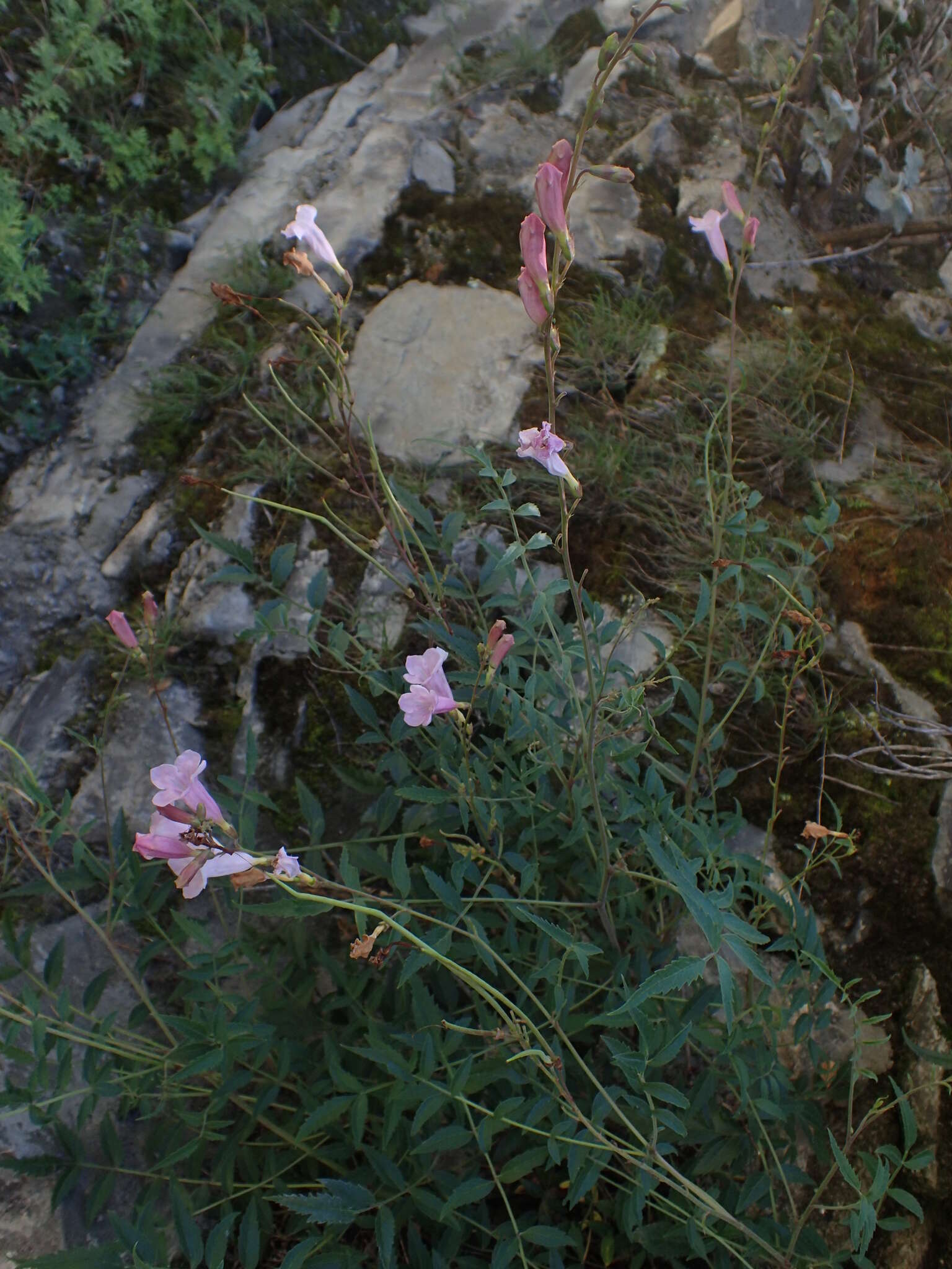 Plancia ëd Incarvillea diffusa Royle