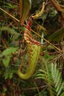Image of Nepenthes hurrelliana Cheek & A. L. Lamb
