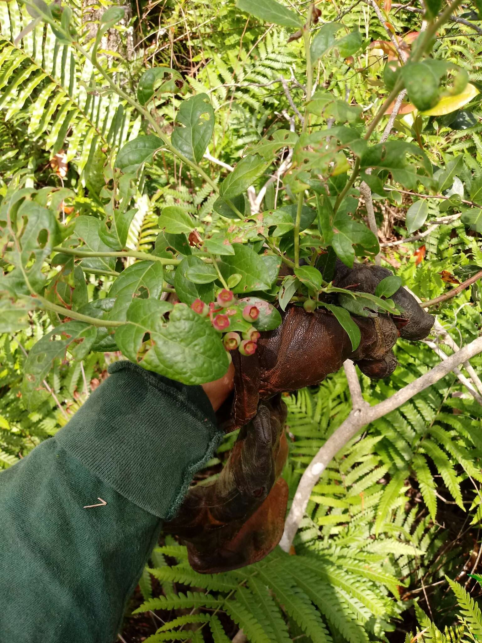 Plancia ëd Vaccinium fuscatum Ait.