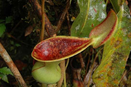 Слика од Nepenthes lowii Hook. fil.