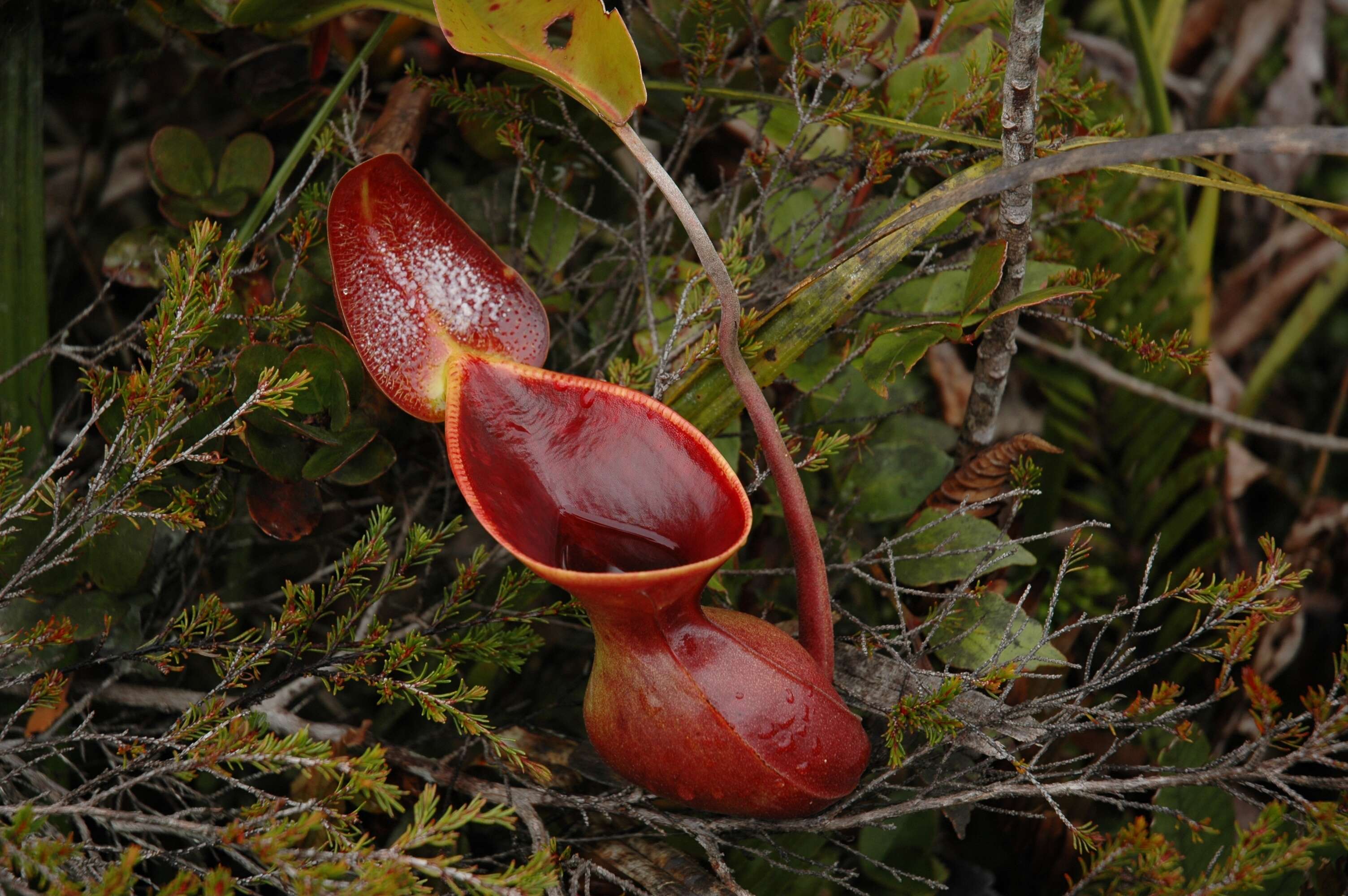 Слика од Nepenthes lowii Hook. fil.