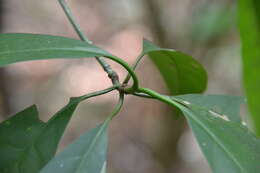 Image of Chrysochlamys nicaraguensis (Oerst.) Hemsl.