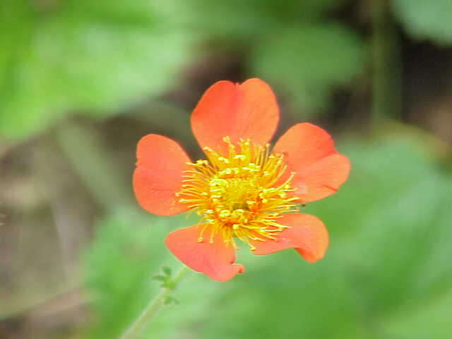 Image of Geum coccineum Sibth. & Sm.