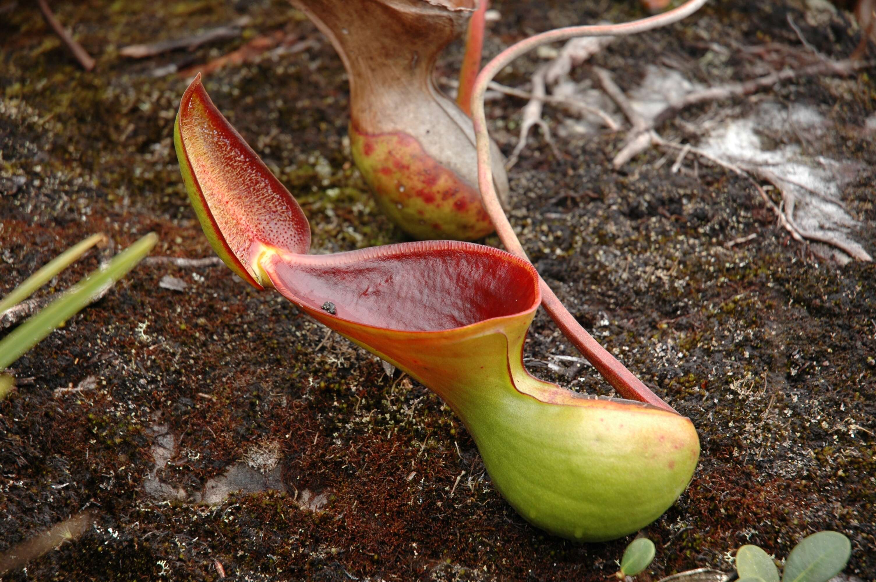 Слика од Nepenthes lowii Hook. fil.