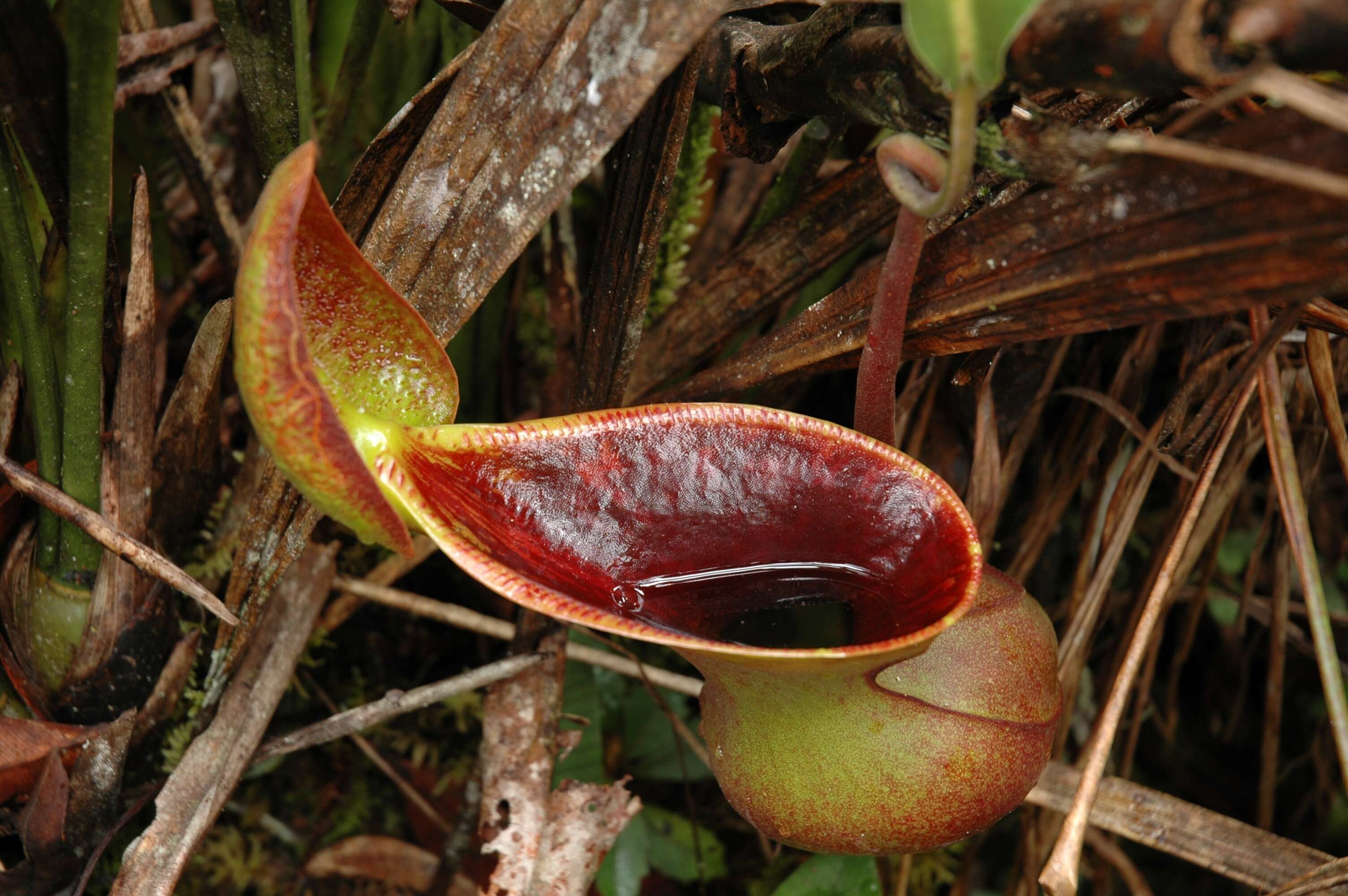 Слика од Nepenthes lowii Hook. fil.