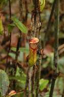 Image of Pitcher plant