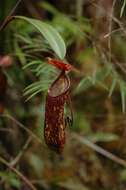 Image of Pitcher plant