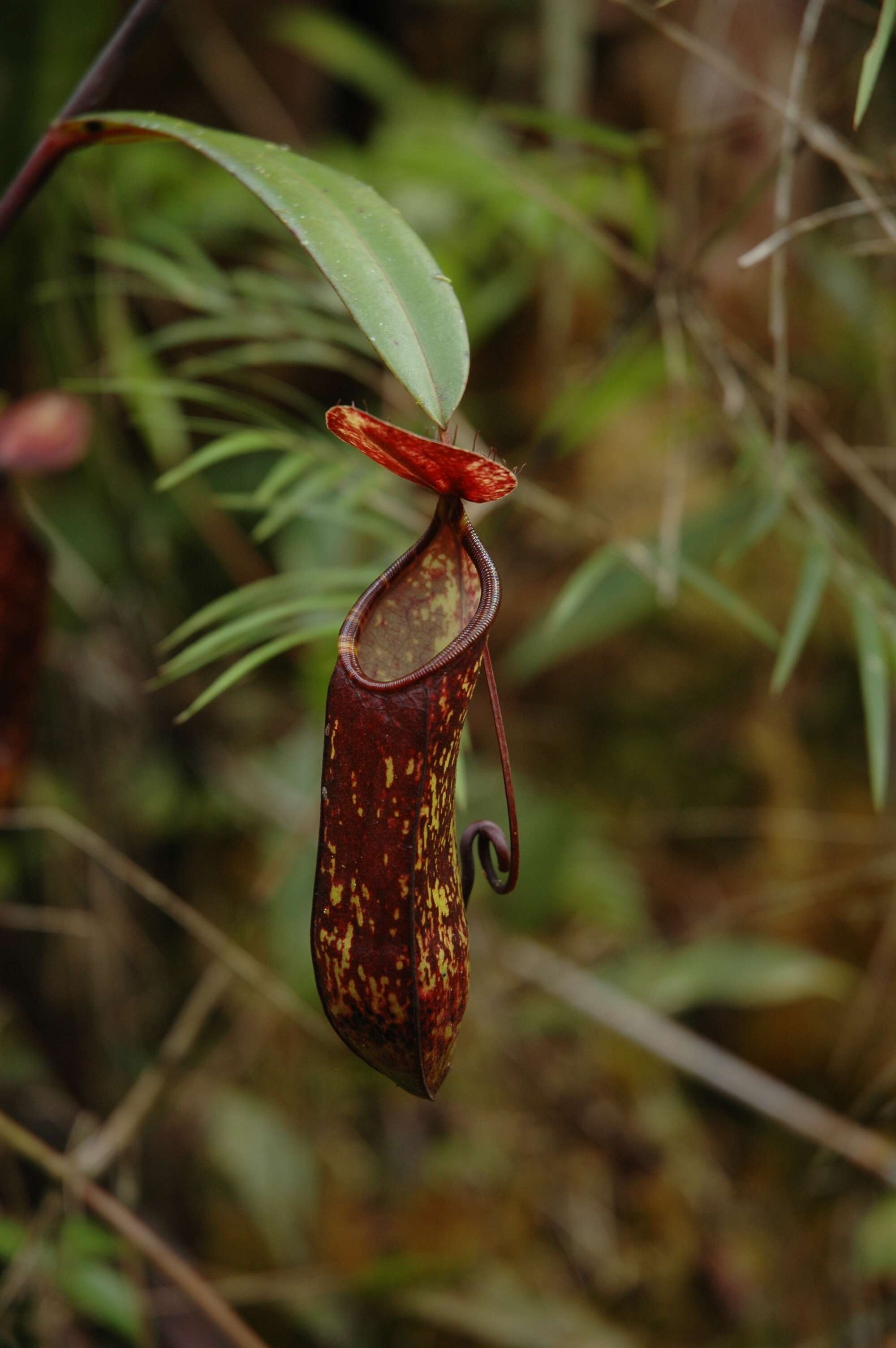 Image of Pitcher plant