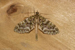 Image of mistletoe carpet moth