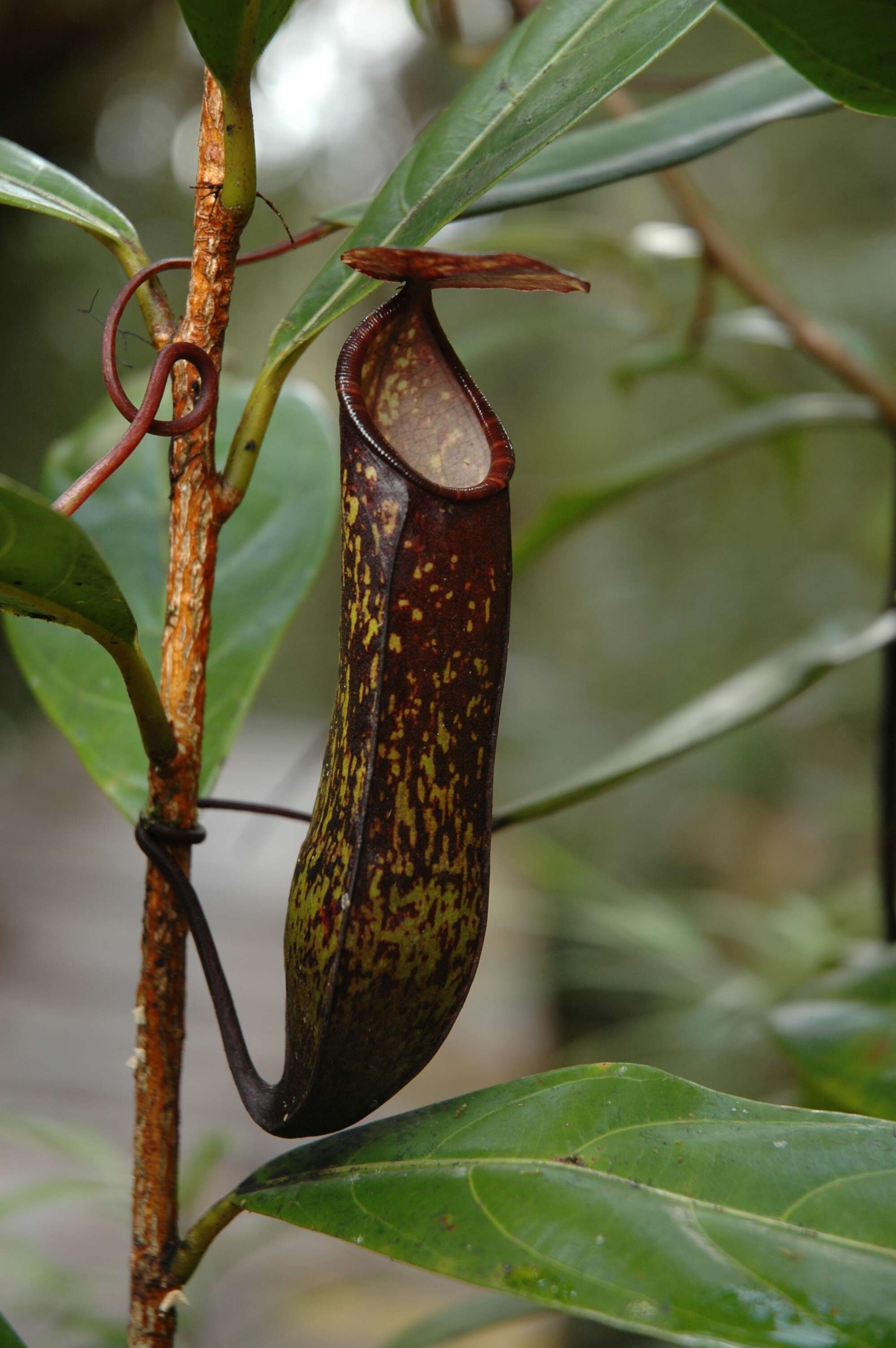 Image of Pitcher plant