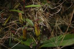 Image of Pitcher plant