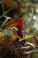 Image of Pitcher plant