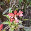 Plancia ëd Gentianella jamesonii (Hook.) Fabris