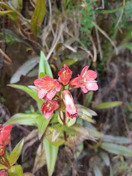 Image of Gentianella jamesonii (Hook.) Fabris