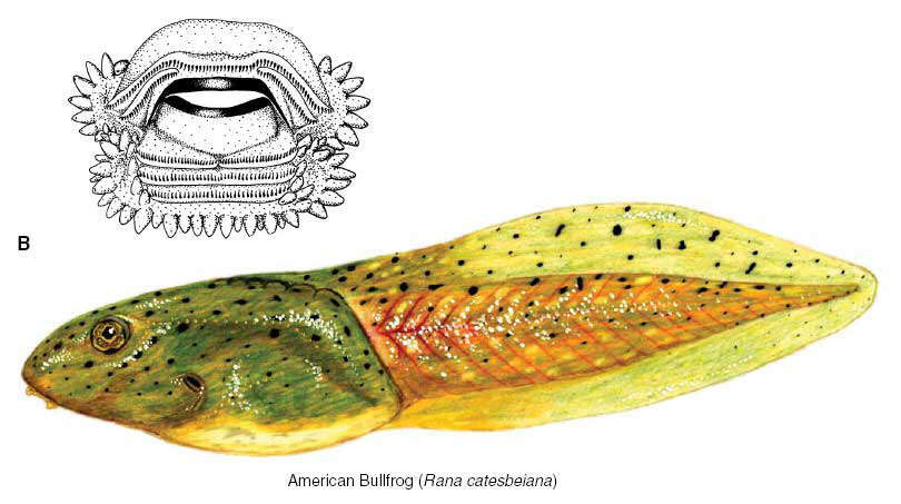 Image of American Bullfrog