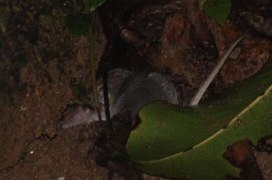 Image of Southeast Asian Shrew