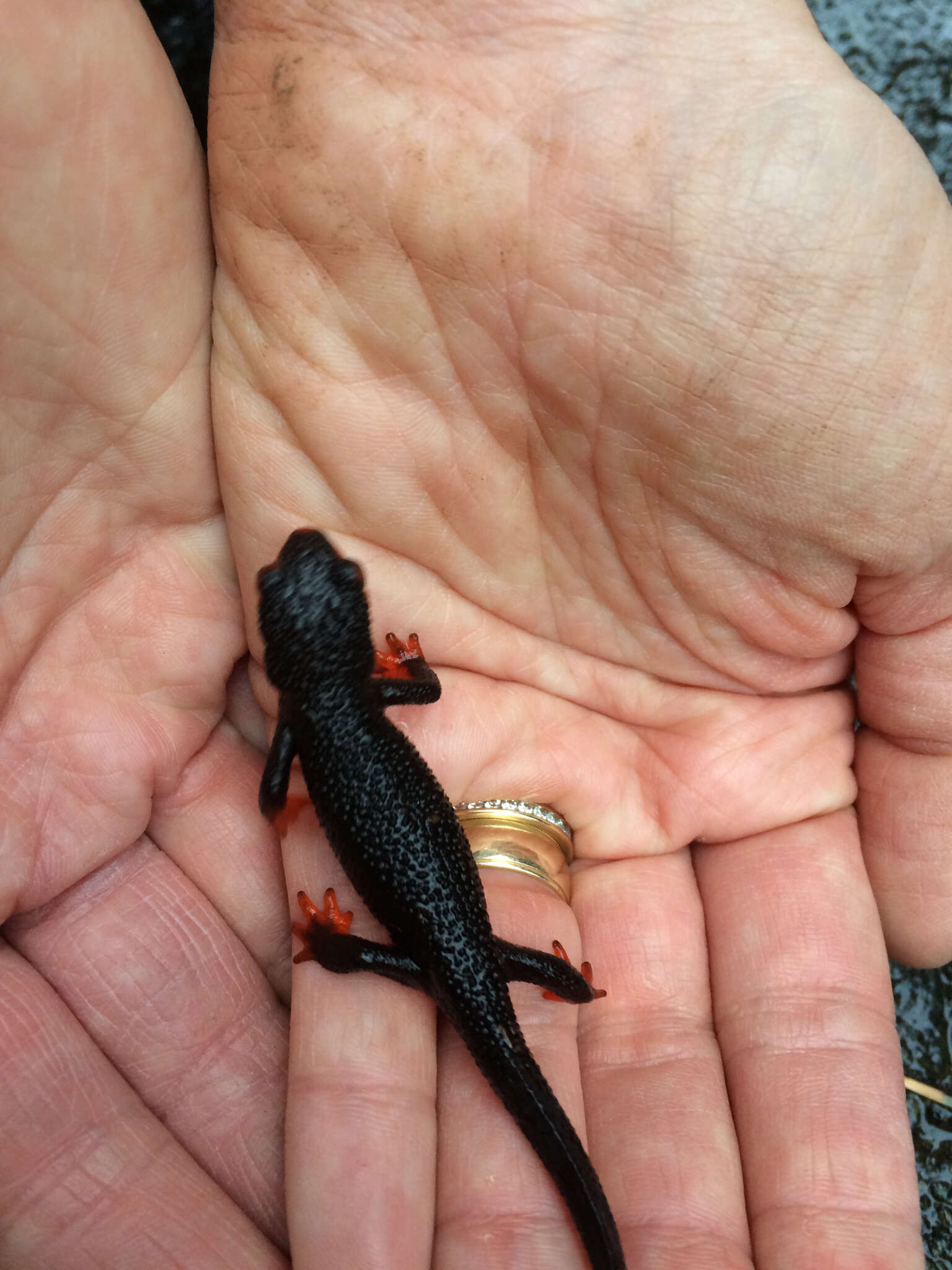 Image of Redbelly Newt