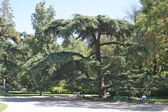 Image of Cedar of Lebanon