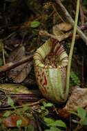 Слика од Nepenthes burbidgeae Hook. fil. ex Burb.