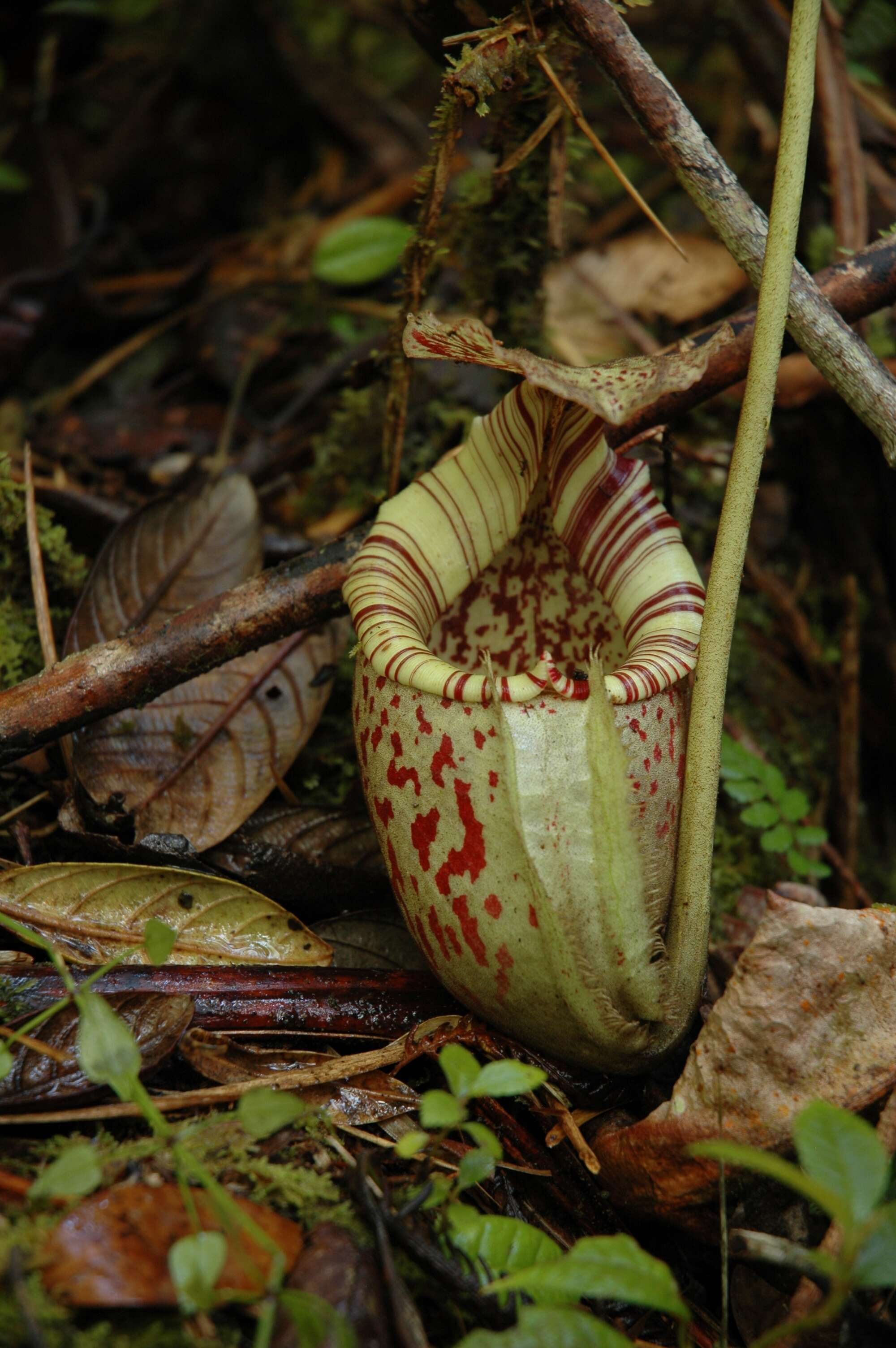 Слика од Nepenthes burbidgeae Hook. fil. ex Burb.