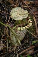 Слика од Nepenthes burbidgeae Hook. fil. ex Burb.