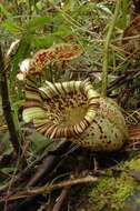 Слика од Nepenthes burbidgeae Hook. fil. ex Burb.