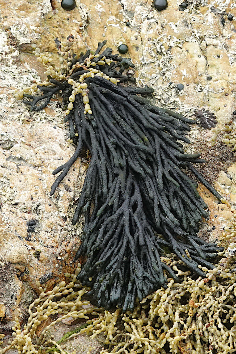 صورة Codium galeatum