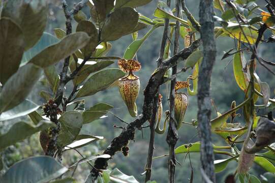 Слика од Nepenthes burbidgeae Hook. fil. ex Burb.