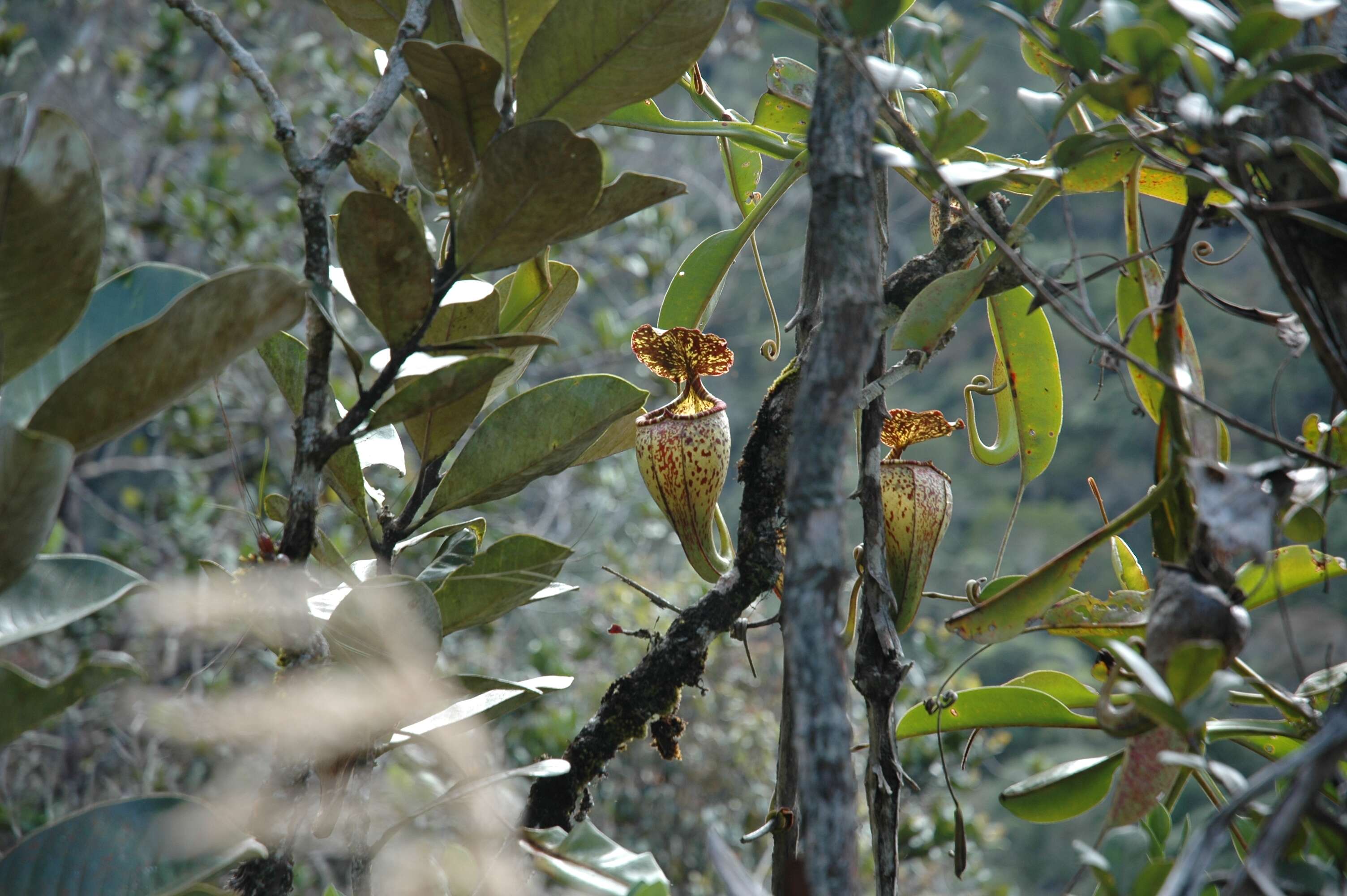 Слика од Nepenthes burbidgeae Hook. fil. ex Burb.