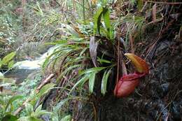 Image of Giant Malaysian Pitcher Plant