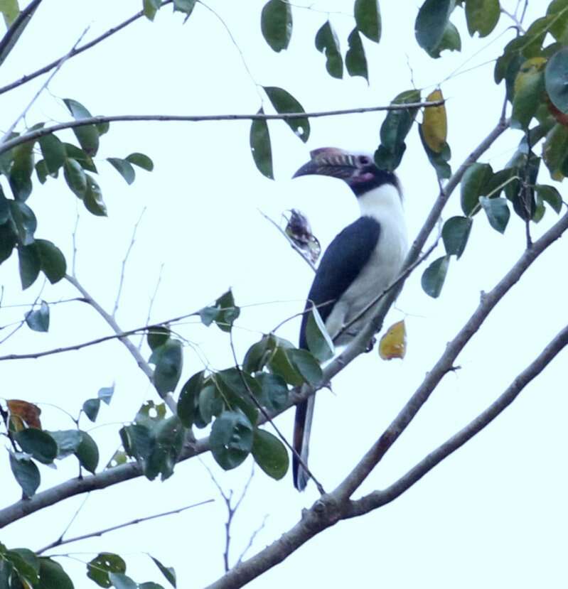 Image of Luzon Hornbill