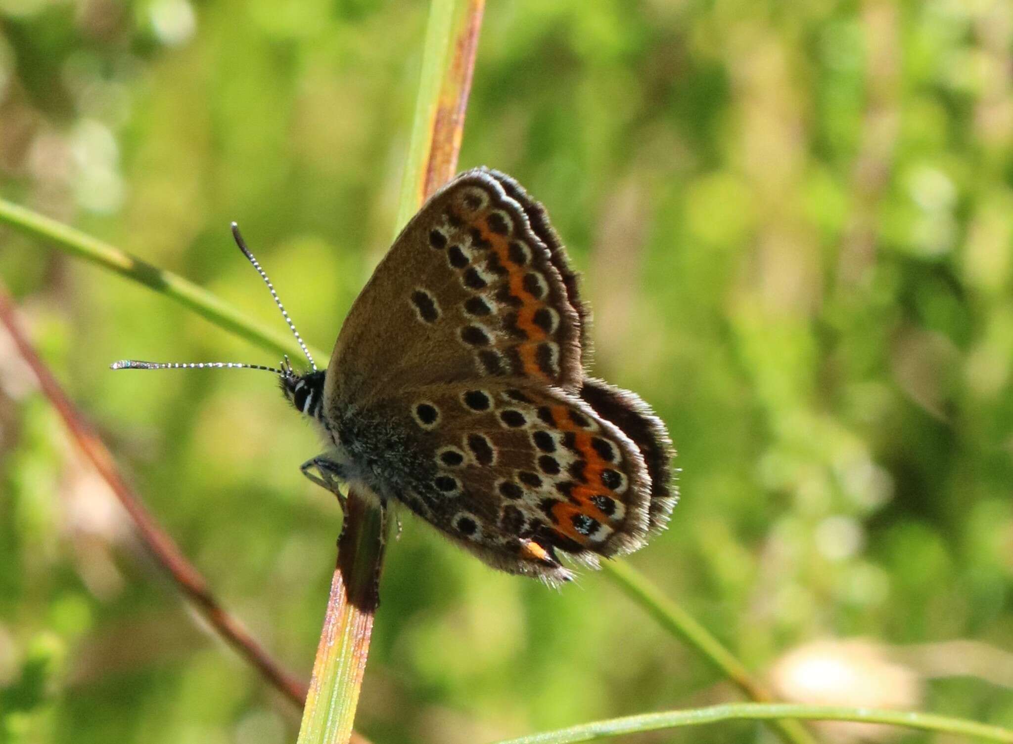 Plancia ëd Plebejus argus (Linnaeus 1758)