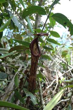 Image of Pitcher plant