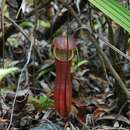 Nepenthes bauensis Chi. C. Lee resmi