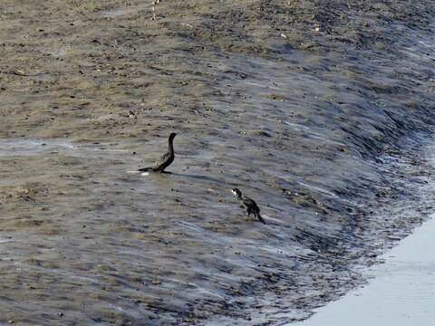 Image of Little Black Cormorant