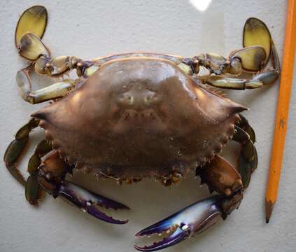 Image of warrior swimming crab