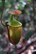 Image of Fanged pitcher plant